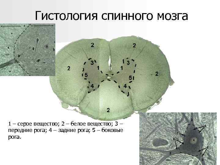 Гистология спинного мозга 1 – серое вещество; 2 – белое вещество; 3 – передние