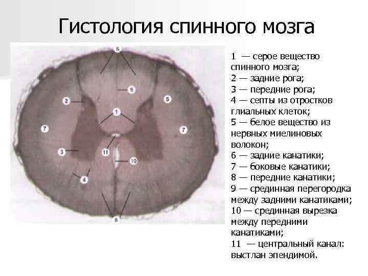 Гистология спинного мозга 1 — серое вещество спинного мозга; 2 — задние рога; 3