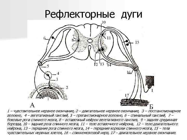 Рефлекторные дуги 1 – чувствительное нервное окончание, 2 – двигательное нервное окончание, 3 –