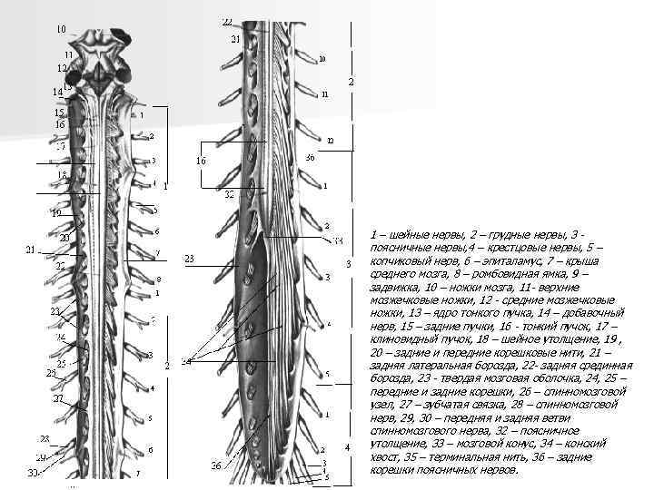 1 – шейные нервы, 2 – грудные нервы, 3 поясничные нервы, 4 – крестцовые