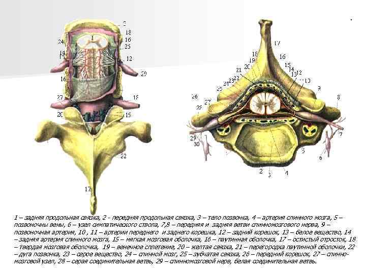 1 – задняя продольная связка, 2 - передняя продольная связка, 3 – тело позвонка,