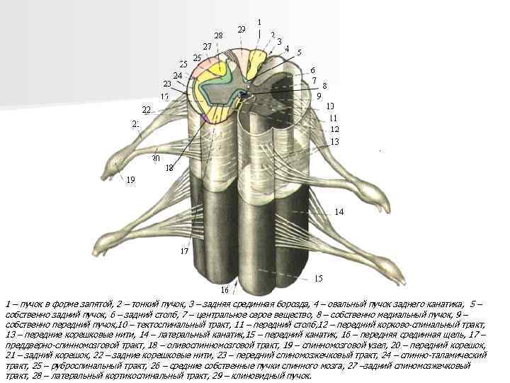 1 – пучок в форме запятой, 2 – тонкий пучок, 3 – задняя срединная