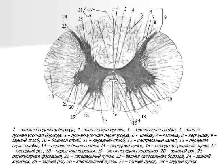 1 – задняя срединная борозда, 2 - задняя перегородка, 3 – задняя серая спайка,