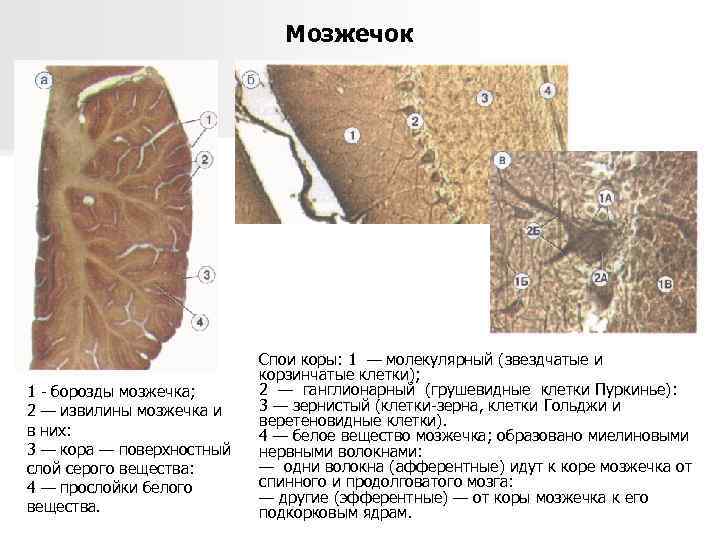 Мозжечок 1 - борозды мозжечка; 2 — извилины мозжечка и в них: 3 —