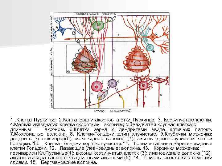 1. Клетка Пуркинье. 2. Коллатерали аксонов клетки Пуркинье. З. Корзинчатые клетки. 4. Мелкая звездчатая