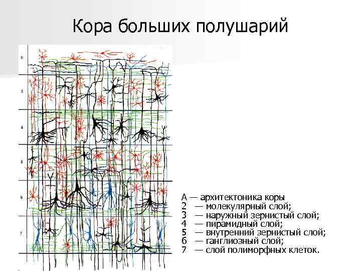 Кора больших полушарий А 2 3 4 5 6 7 — архитектоника коры —