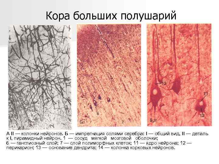 Кора больших полушарий А II — колонки нейронов. Б — импрегнация солями серебра: I