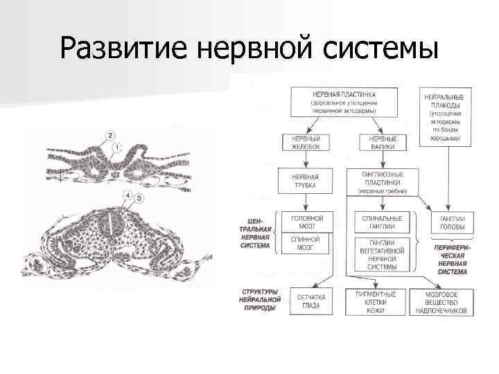 Развитие нервной системы 