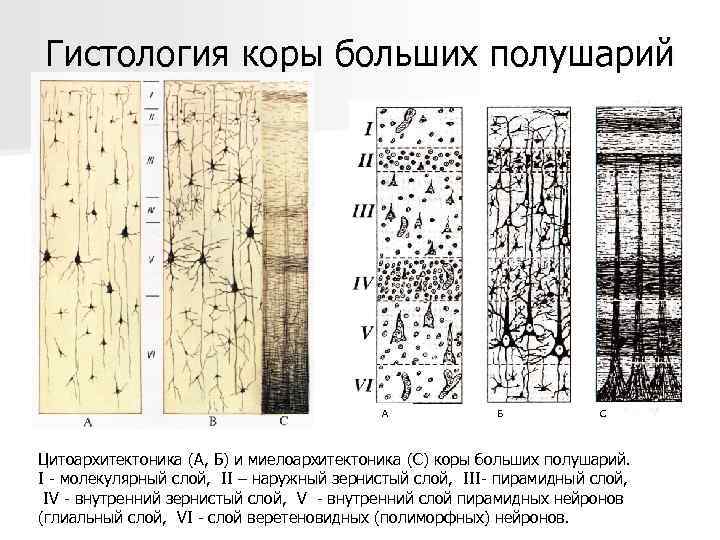 Гистология коры больших полушарий А Б С Цитоархитектоника (А, Б) и миелоархитектоника (С) коры