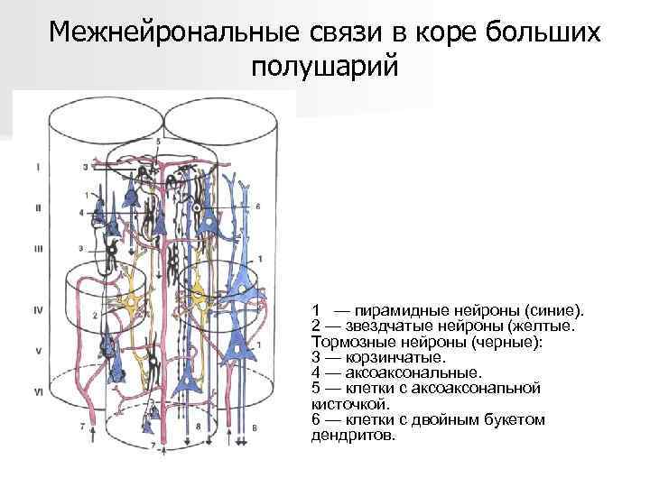 Межнейрональные связи в коре больших полушарий 1 — пирамидные нейроны (синие). 2 — звездчатые