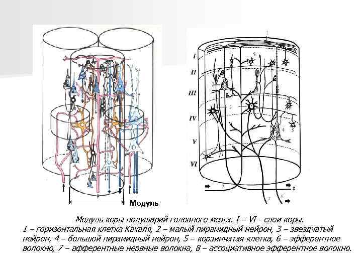 Модуль коры полушарий головного мозга. I – VI - слои коры. 1 – горизонтальная