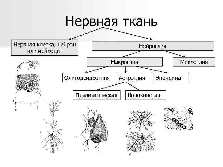 Нервная ткань Нервная клетка, нейрон или нейроцит Нейроглия Макроглия Олигодендроглия Плазматическая Астроглия Микроглия Эпендима