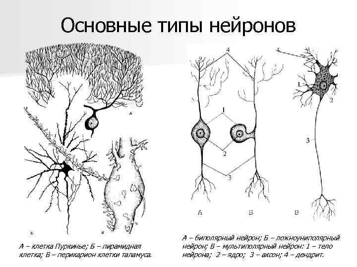 Основные типы нейронов А – клетка Пуркинье; Б – пирамидная клетка; В – перикарион