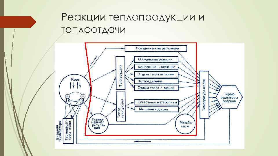 Реакции теплопродукции и теплоотдачи 