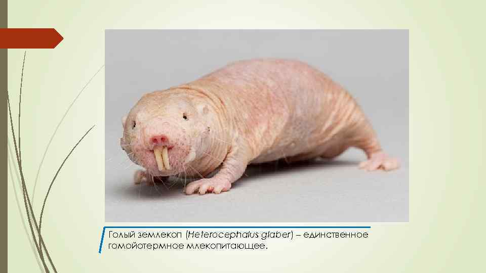 Голый землекоп (Heterocephalus glaber) – единственное гомойотермное млекопитающее. 
