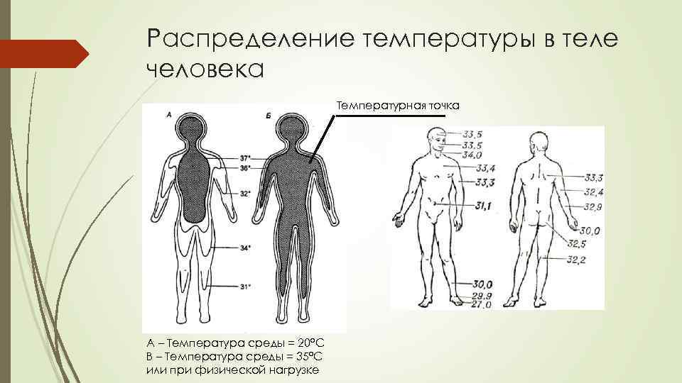 Распределение температуры в теле человека Температурная точка А – Температура среды = 20°C B