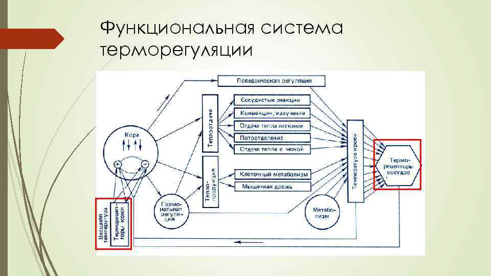 Функциональная система терморегуляции 
