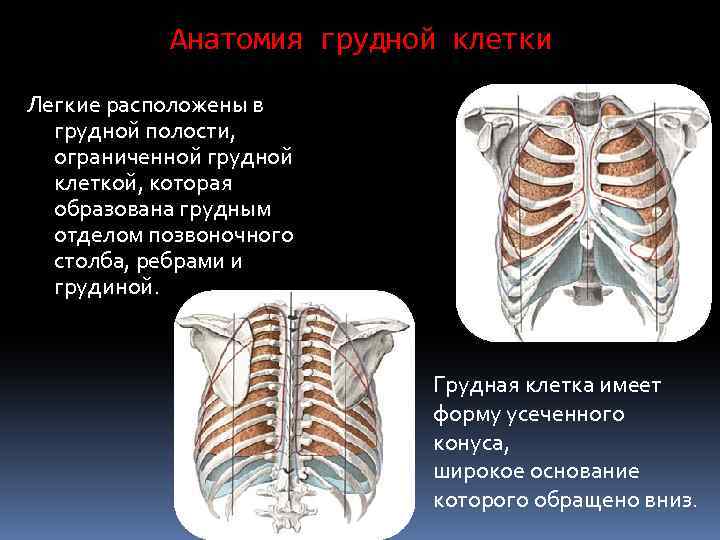 Топографическая анатомия грудной клетки презентация