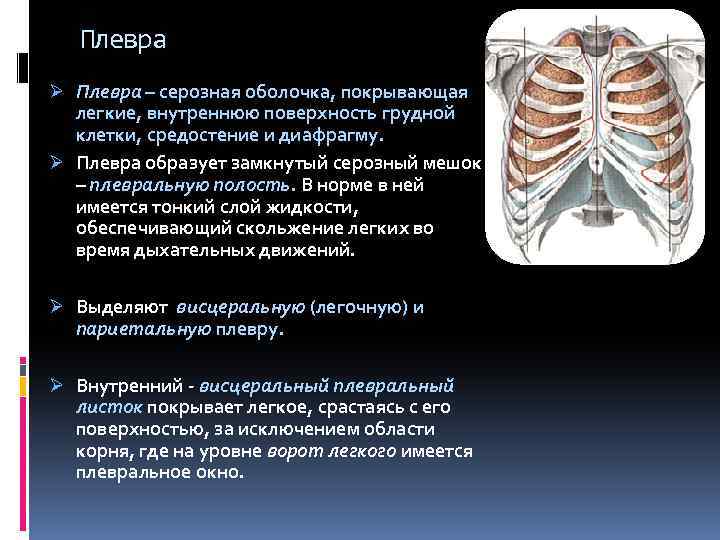 Оболочка легких 6. Легочная плевра анатомия. Медиастинальная плевра анатомия. Плевра легких анатомия. Плевра и плевральная полость анатомия.