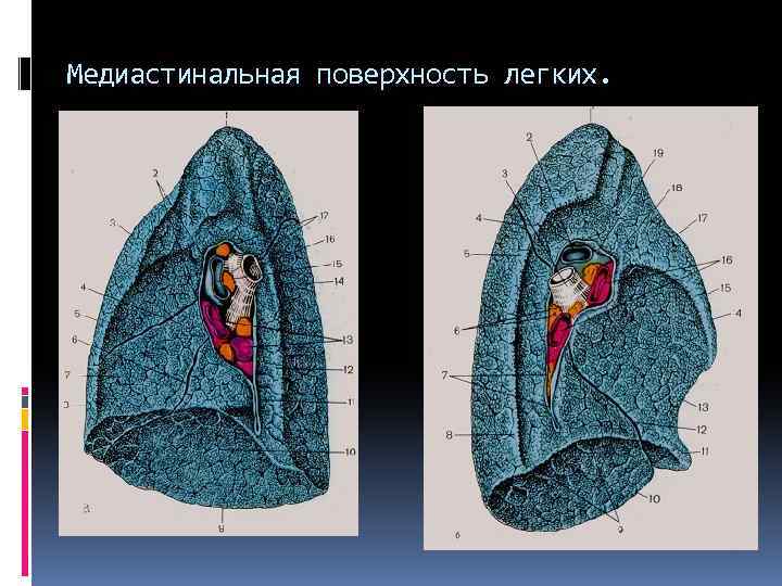 Поверхности легкого