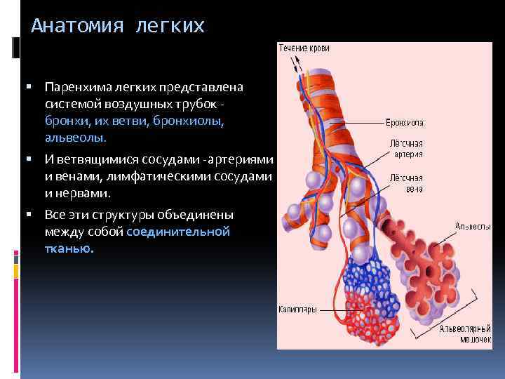 Паренхима легких. Строение легочной паренхимы. Паренхима легкого представлена. Паренхима легких состоит из.