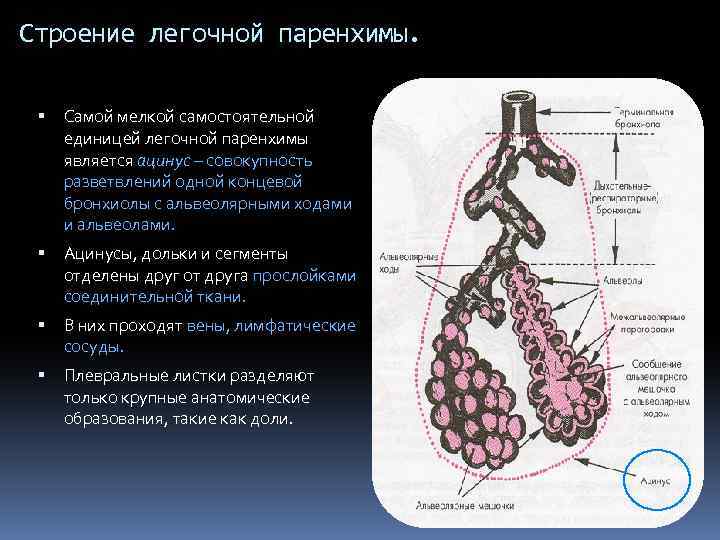 Паренхима легких. Паренхима легкого строение. Легочный ацинус это паренхима. Строение легочной паренхимы. Строение легких,паренхима-что это.