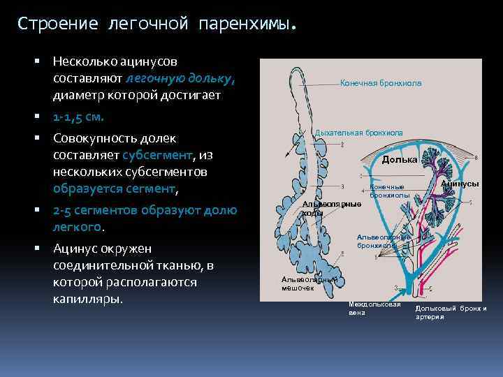 Строение легочной паренхимы. Несколько ацинусов составляют легочную дольку, диаметр которой достигает Конечная бронхиола 1
