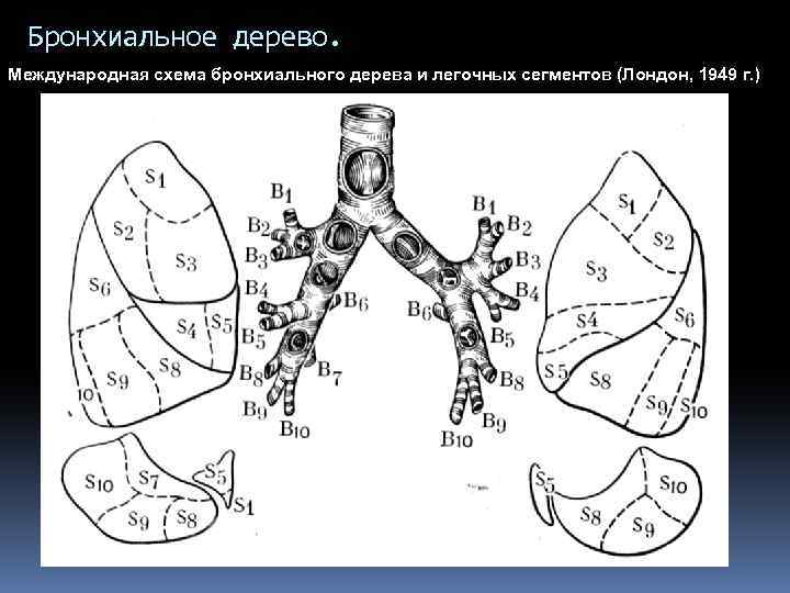 Бронхиальное дерево. Международная схема бронхиального дерева и легочных сегментов (Лондон, 1949 г. ) 
