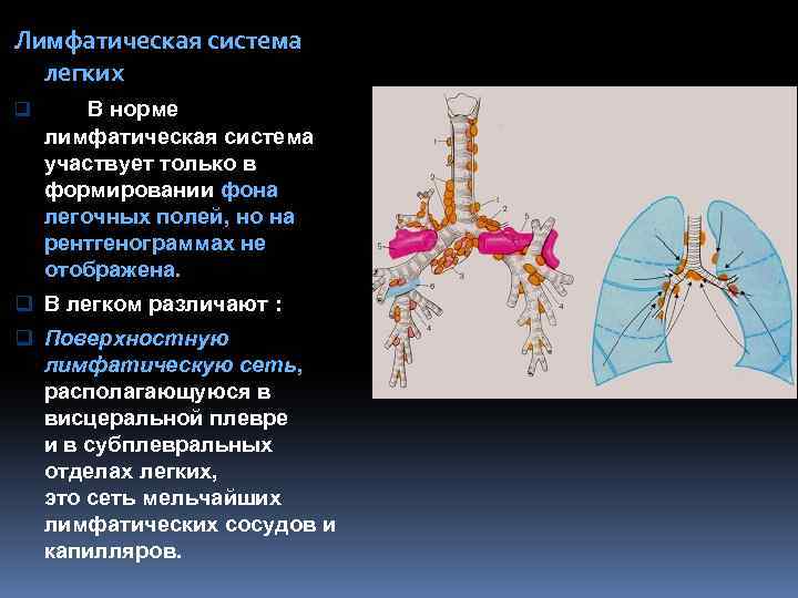 Узлы в легких что это. Лимфатическая система легких. Limfaticheskaya sistema legkix. Лимфатические узлы легкого. Лимфатическая система легких анатомия.