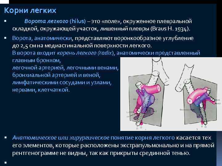 Корни легких Ворота легкого (hilus) – это «поле» , окруженное плевральной складкой, окружающей участок,