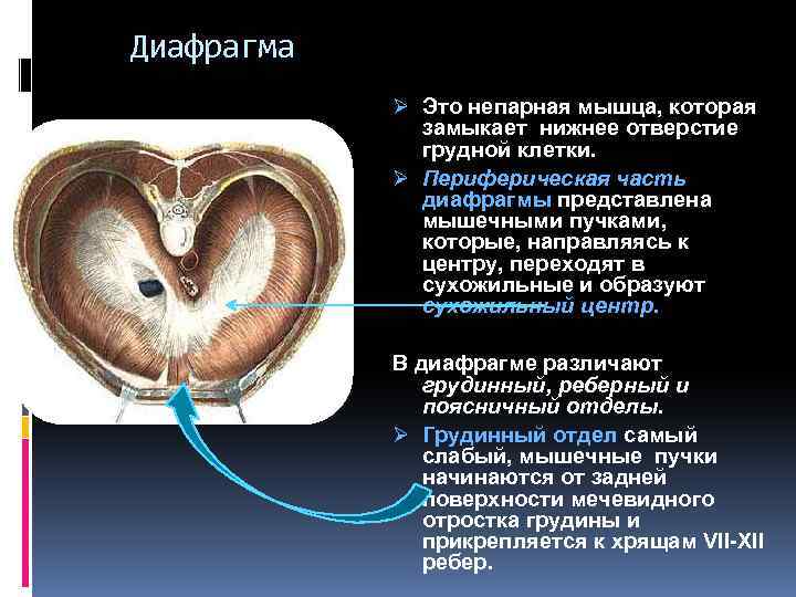 Диафрагма это. Части диафрагмы. Диафрагма мышца. В диафрагме различают части. Непарная мышца диафрагма.