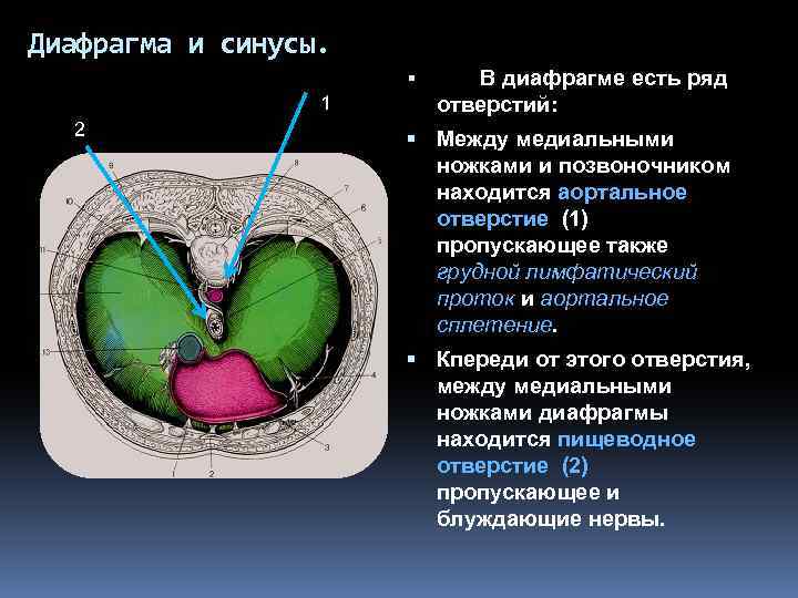 Кардиодиафрагмальный синус. Кардио-диафрагмальный синус. Диафрагмально медиастинальный синус. Синусы диафрагмы.