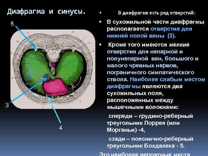 Диафрагма и синусы. В диафрагме есть ряд отверстий: В сухожильной части диафрагмы располагается отверстие