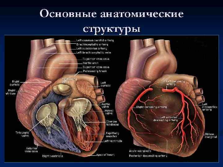 Карина в анатомии это