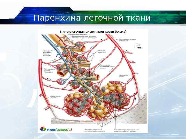 Паренхима легких