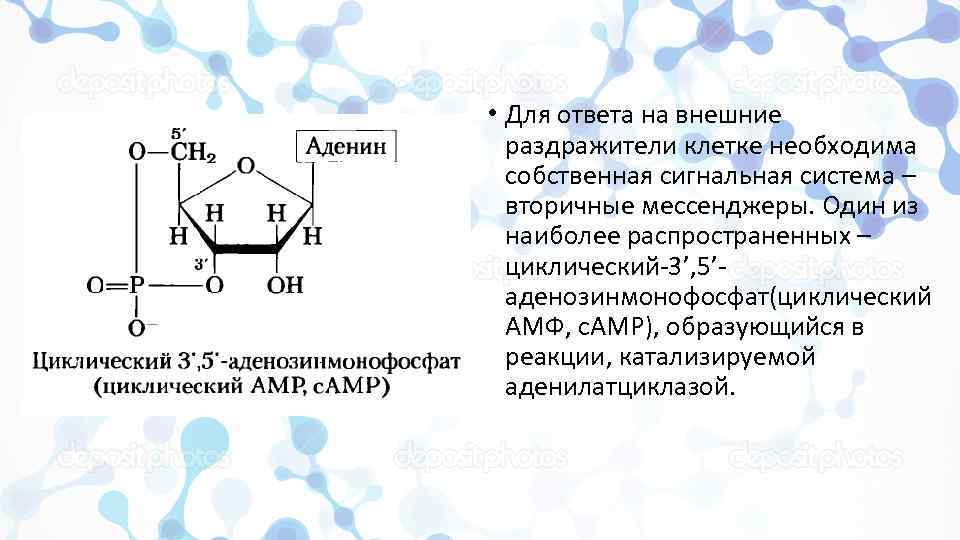  • Для ответа на внешние раздражители клетке необходима собственная сигнальная система – вторичные