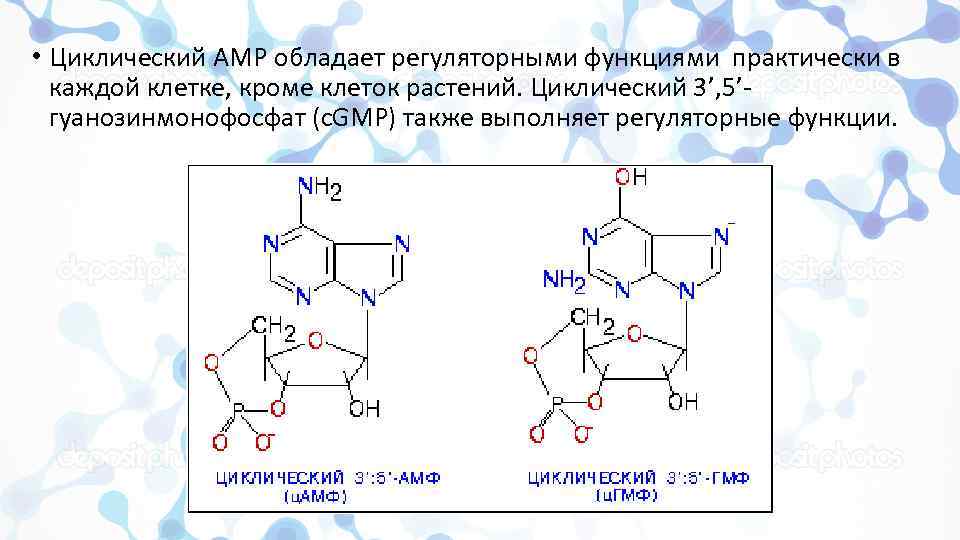  • Циклический AMP обладает регуляторными функциями практически в каждой клетке, кроме клеток растений.