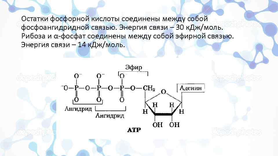 Остатками фосфорной кислоты молекулой. Остаток фосфорной кислоты. Остатки фосфорной кислоты. Связь остатков фосфорной кислоты. Наличие остатка фосфорной кислоты.