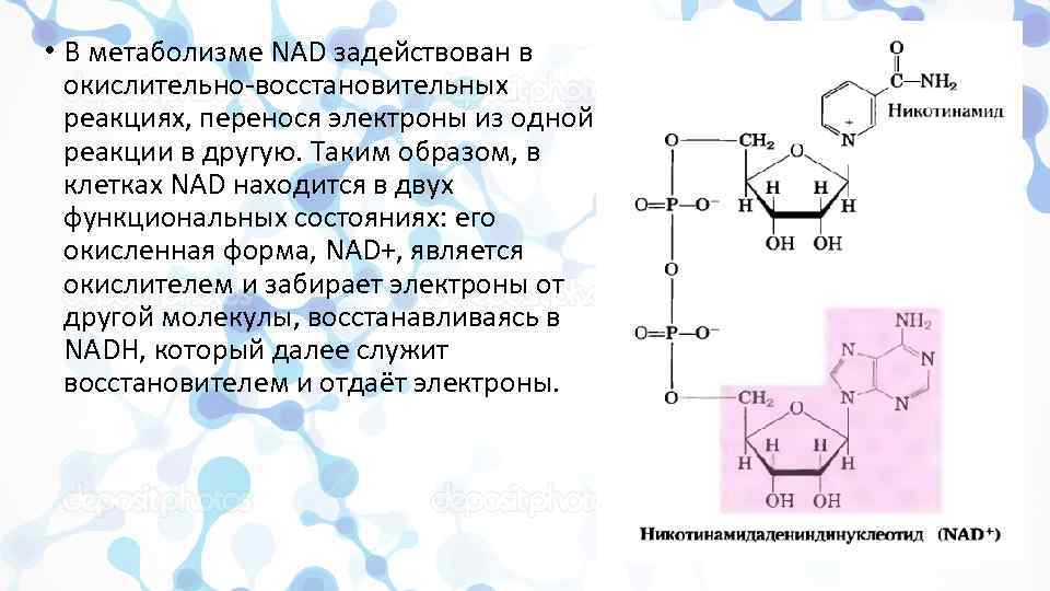  • В метаболизме NAD задействован в окислительно-восстановительных реакциях, перенося электроны из одной реакции