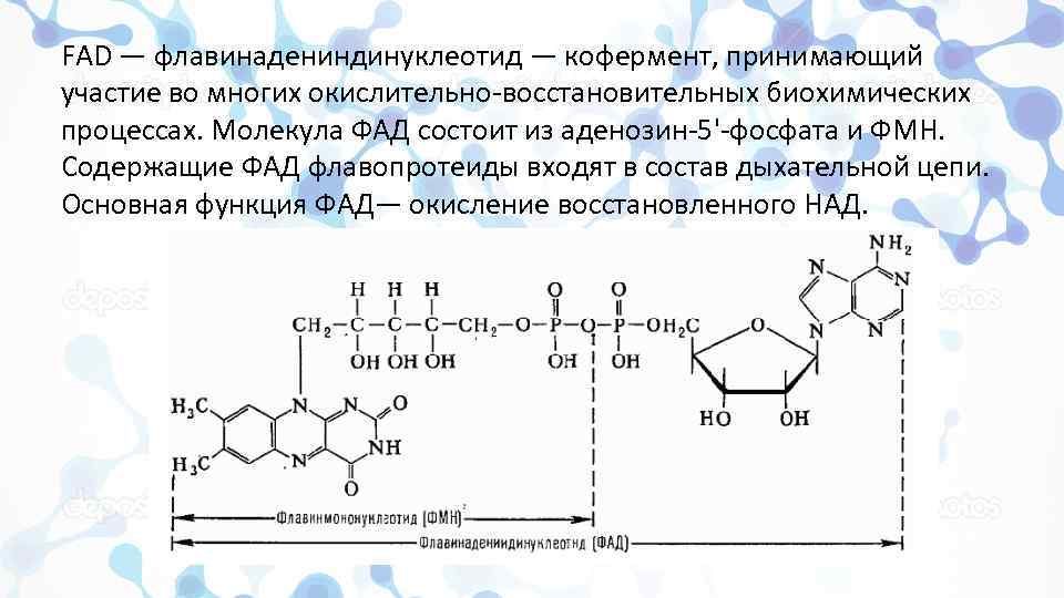 В чем состоит биологическая роль. Кофермент ФМН И ФАД. Строение ФАД И ФМН.