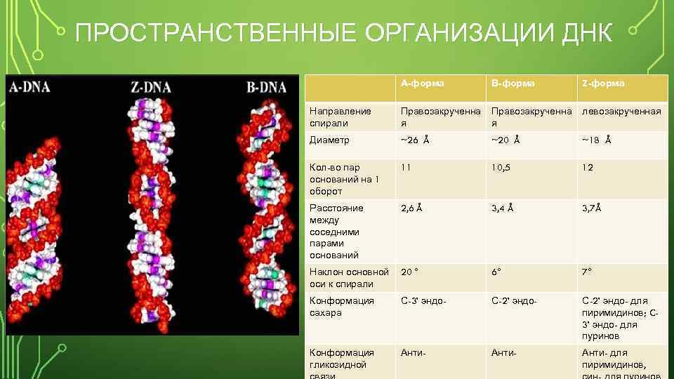 5 видов днк