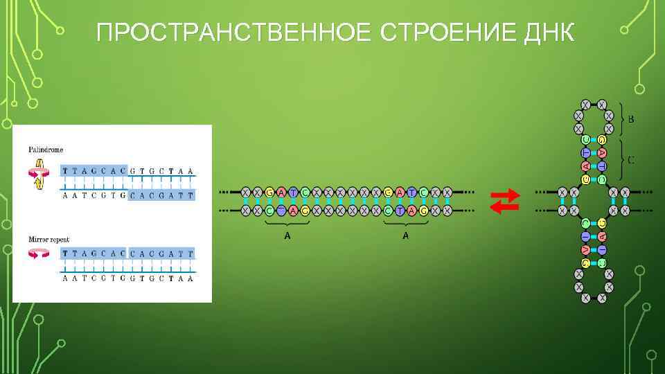 ПРОСТРАНСТВЕННОЕ СТРОЕНИЕ ДНК 