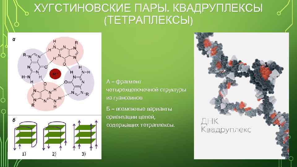 ХУГСТИНОВСКИЕ ПАРЫ. КВАДРУПЛЕКСЫ (ТЕТРАПЛЕКСЫ) А – фрагмент четырехцепочечной структуры из гуанозинов Б – возможные
