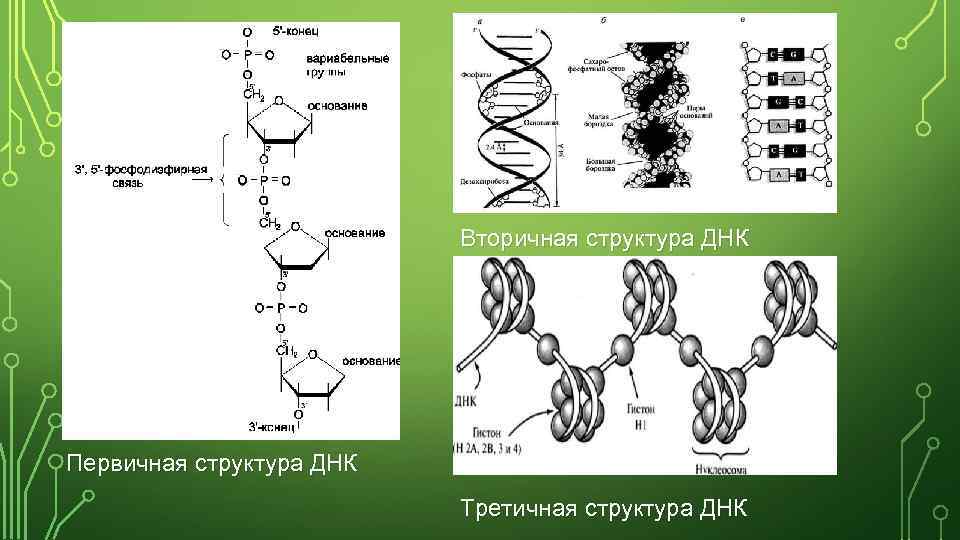 Вторичная структура ДНК Первичная структура ДНК Третичная структура ДНК 