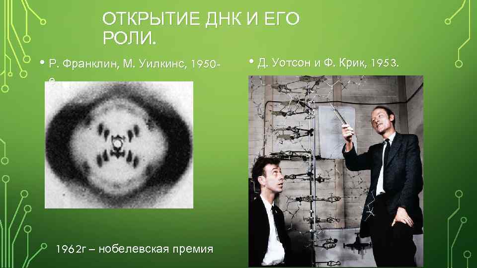 ОТКРЫТИЕ ДНК И ЕГО РОЛИ. • Р. Франклин, М. Уилкинс, 1950 е 1962 г