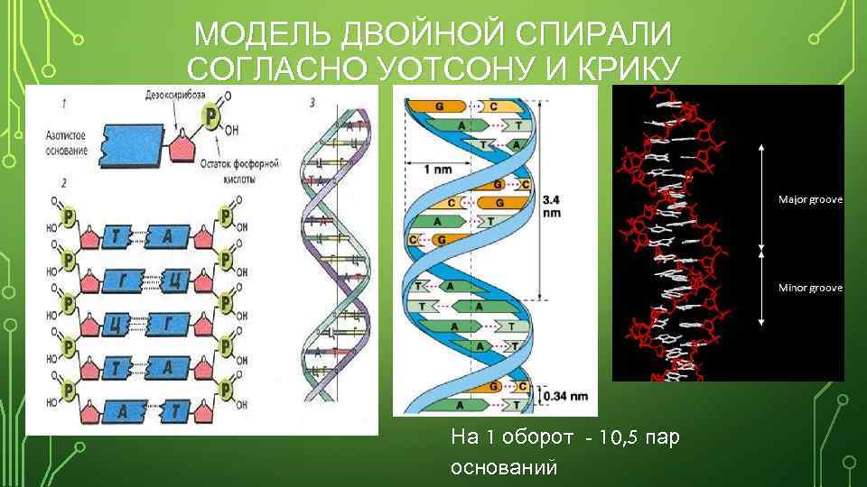 МОДЕЛЬ ДВОЙНОЙ СПИРАЛИ СОГЛАСНО УОТСОНУ И КРИКУ На 1 оборот - 10, 5 пар