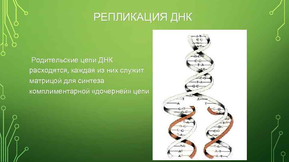 РЕПЛИКАЦИЯ ДНК Родительские цепи ДНК расходятся, каждая из них служит матрицой для синтеза комплиментарной
