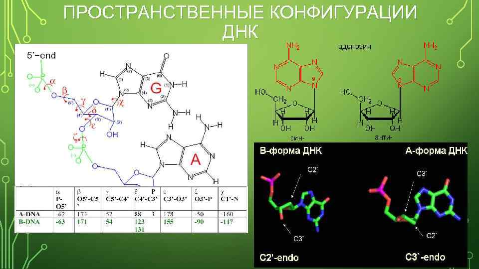 ПРОСТРАНСТВЕННЫЕ КОНФИГУРАЦИИ ДНК 