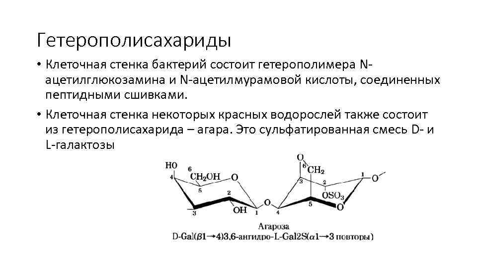 Гетерополисахариды • Клеточная стенка бактерий состоит гетерополимера Nацетилглюкозамина и N-ацетилмурамовой кислоты, соединенных пептидными сшивками.