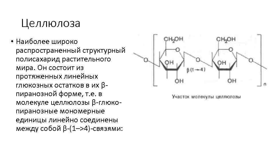 Целлюлоза • Наиболее широко распространенный структурный полисахарид растительного мира. Он состоит из протяженных линейных